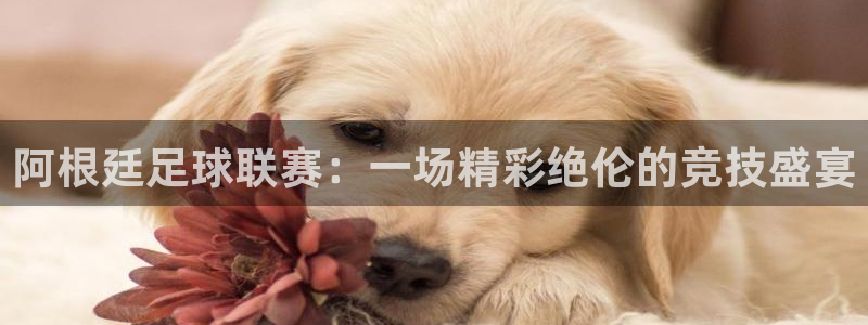 阿根廷足球联赛:一场精彩绝伦的竞技盛宴